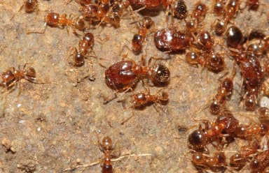 Pheidole californica photo 28
