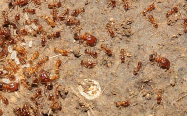 Pheidole californica photo 29