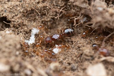 Pheidole californica photo 30