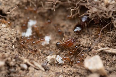 Pheidole californica photo 31