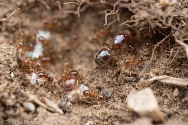 Pheidole californica photo 32