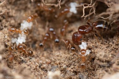 Pheidole californica photo 33
