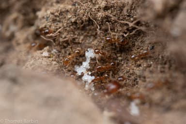 Pheidole californica photo 35