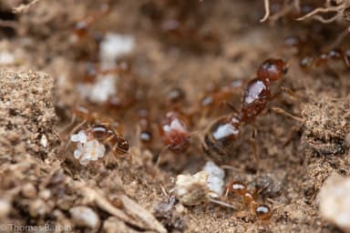 Pheidole californica photo 36