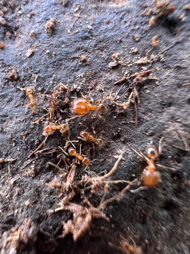 Pheidole californica photo 37