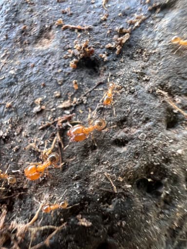 Pheidole californica photo 38