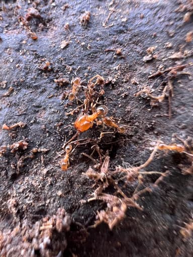 Pheidole californica photo 39