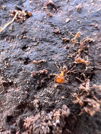 Pheidole californica photo 40