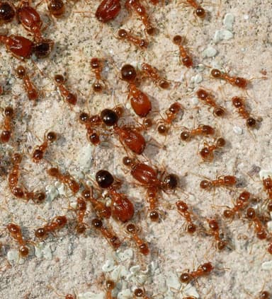 Pheidole californica photo 41