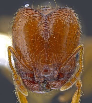 Pheidole californica photo 45