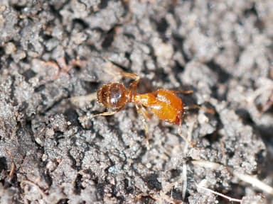 Pheidole californica photo 48