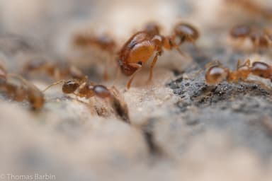 Pheidole californica photo 52