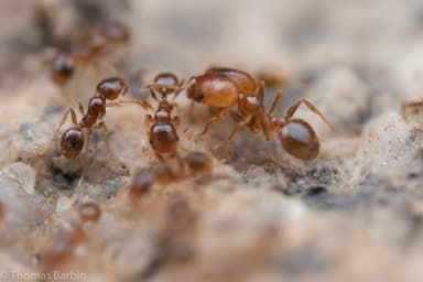 Pheidole californica photo 53