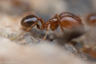 Pheidole californica photo 57