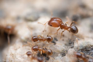 Pheidole californica photo 61