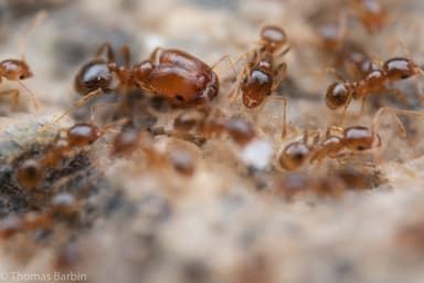 Pheidole californica photo 63