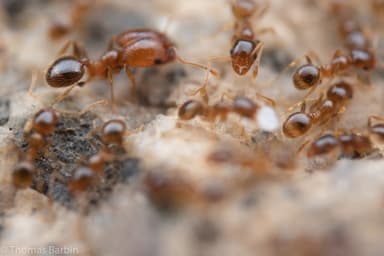 Pheidole californica photo 64