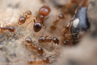 Pheidole californica photo 65