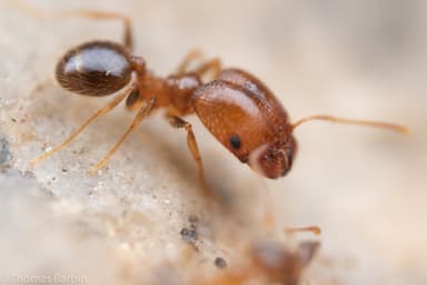 Pheidole californica photo 66