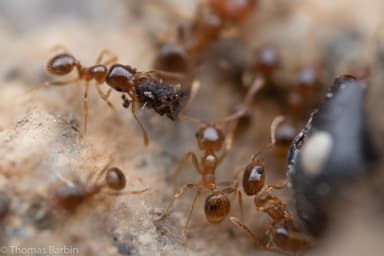 Pheidole californica photo 67
