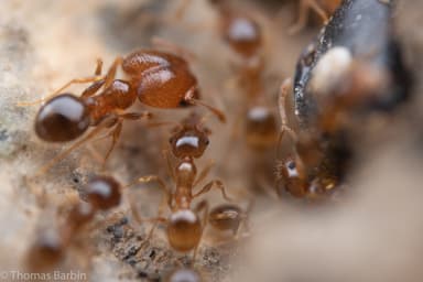 Pheidole californica photo 68