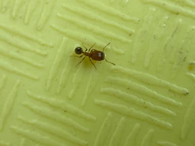 Pheidole californica photo 70