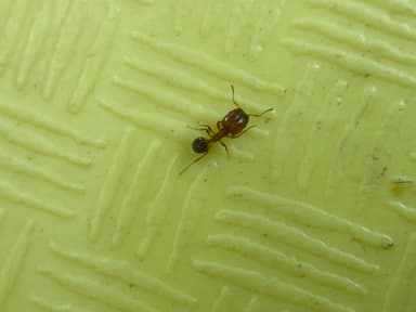Pheidole californica photo 71
