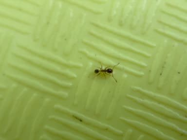 Pheidole californica photo 72