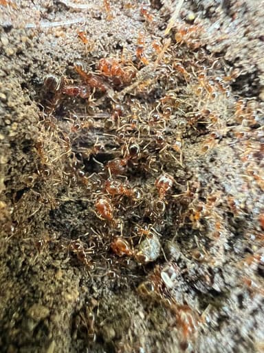 Pheidole californica photo 73