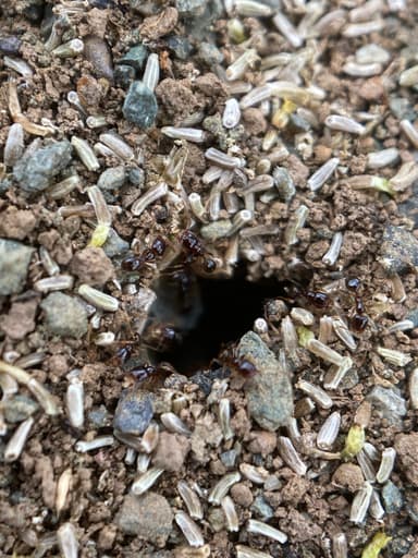 Pheidole californica photo 76