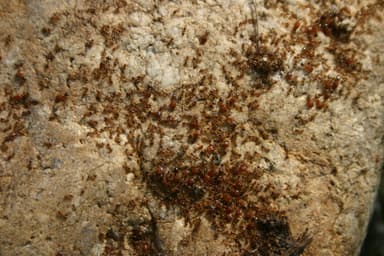 Pheidole californica photo 80