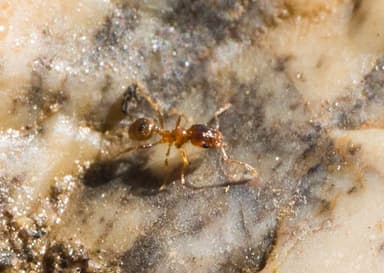 Pheidole californica photo 83