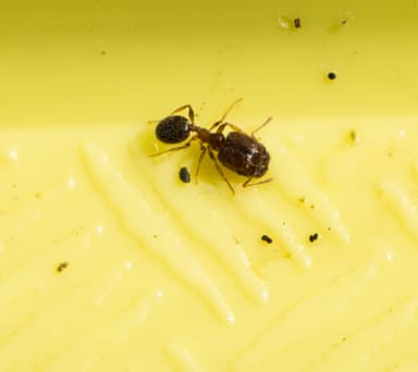 Pheidole californica photo 84