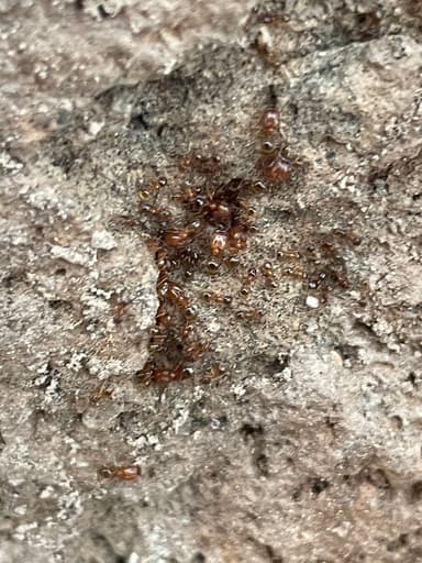 Pheidole californica — queen photo 91