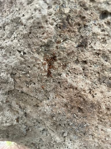 Pheidole californica — queen photo 92