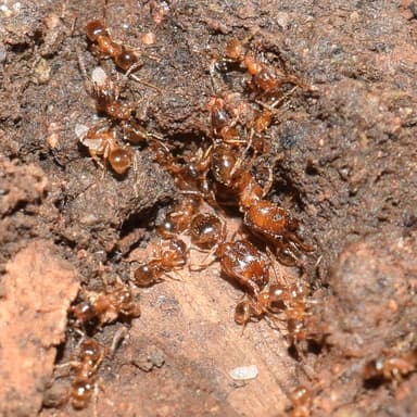 Pheidole californica photo 95