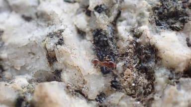 Pheidole californica photo 102