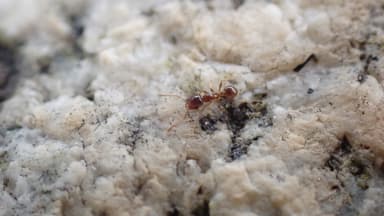Pheidole californica photo 105
