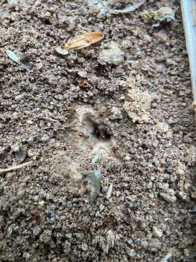 Pheidole californica photo 108
