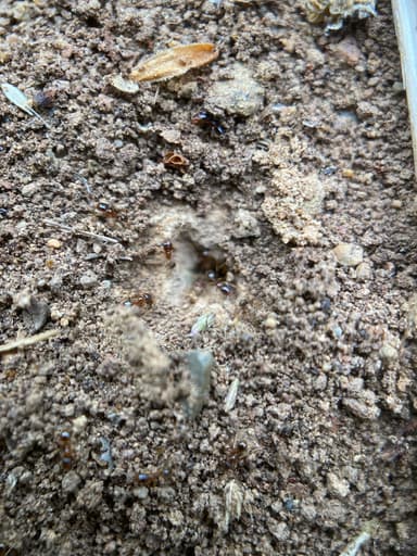 Pheidole californica photo 109