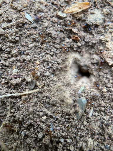 Pheidole californica photo 112
