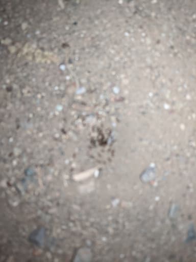 Pheidole californica photo 127