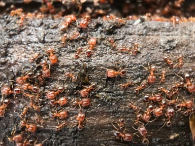 Pheidole californica photo 128