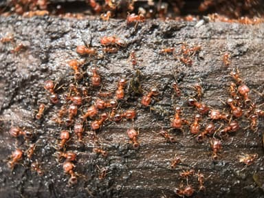 Pheidole californica photo 129