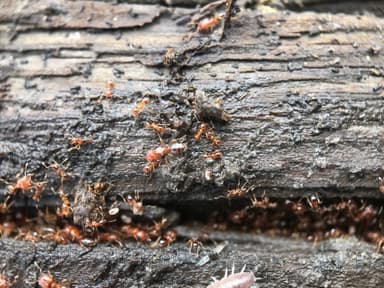 Pheidole californica photo 131