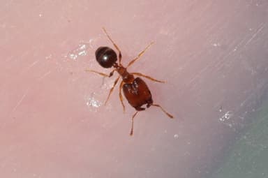 Pheidole californica — worker photo 153