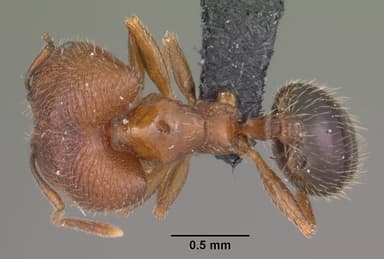 Pheidole californica — queen photo 4