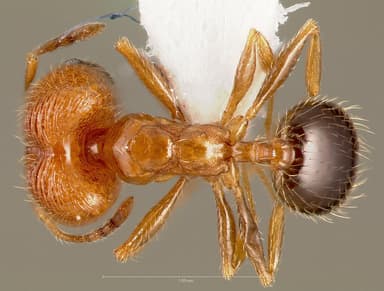 Pheidole californica — queen photo 8