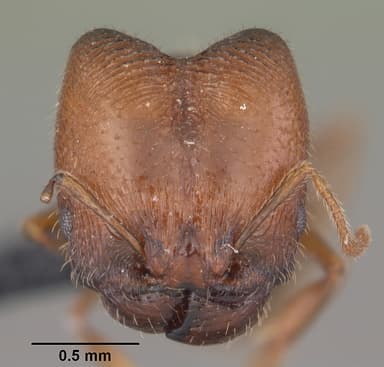 Pheidole californica — queen photo 11
