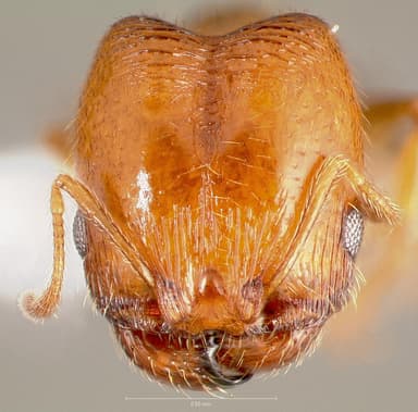 Pheidole californica — queen photo 13
